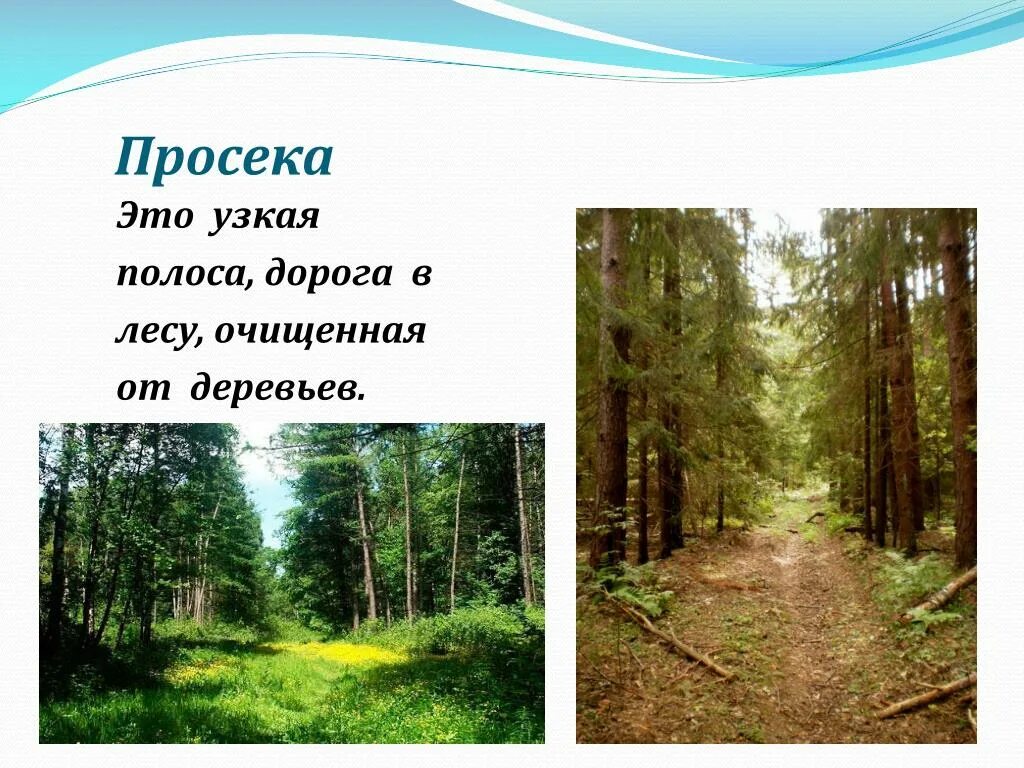 Уборка неликвидной древесины. Минерализованная полоса лосиный остров. Лесные дороги. Противопожарный ров в лесу. Опашка противопожарной полосы.