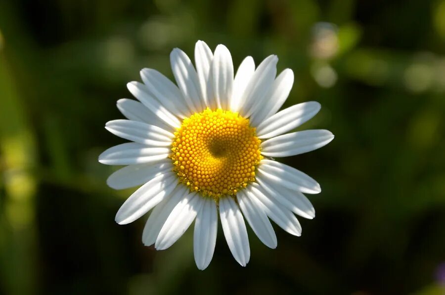 две ромашки королев