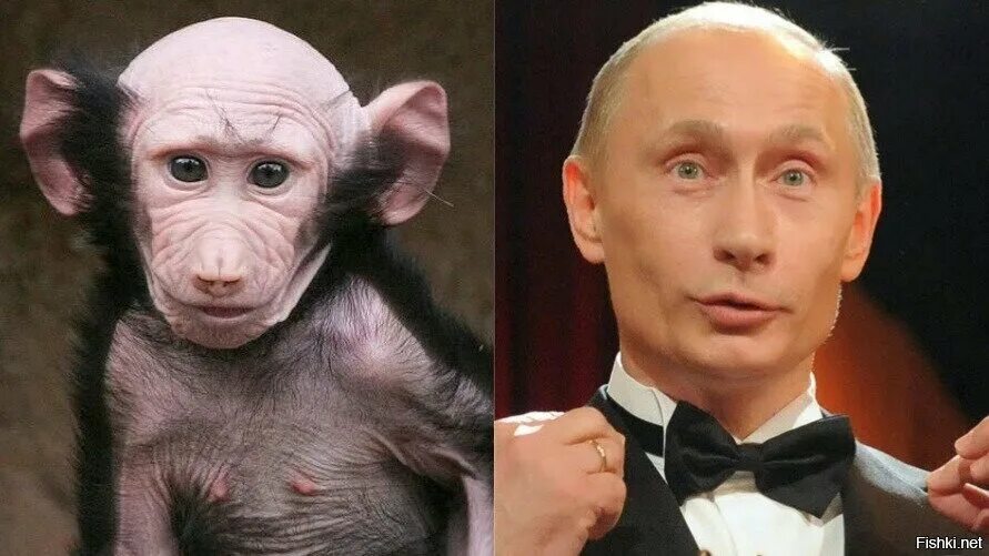 Добрый человек похож на. Путин похож на. животные похожие на утина. обезьяна похожая на путина. путин похож на обезьяну.