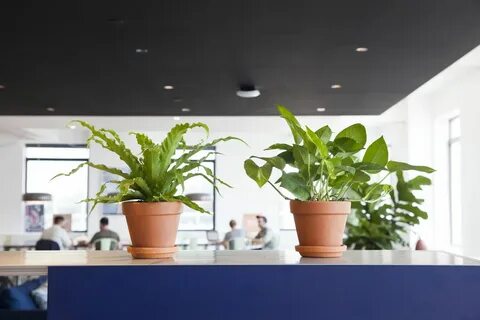 Office plants