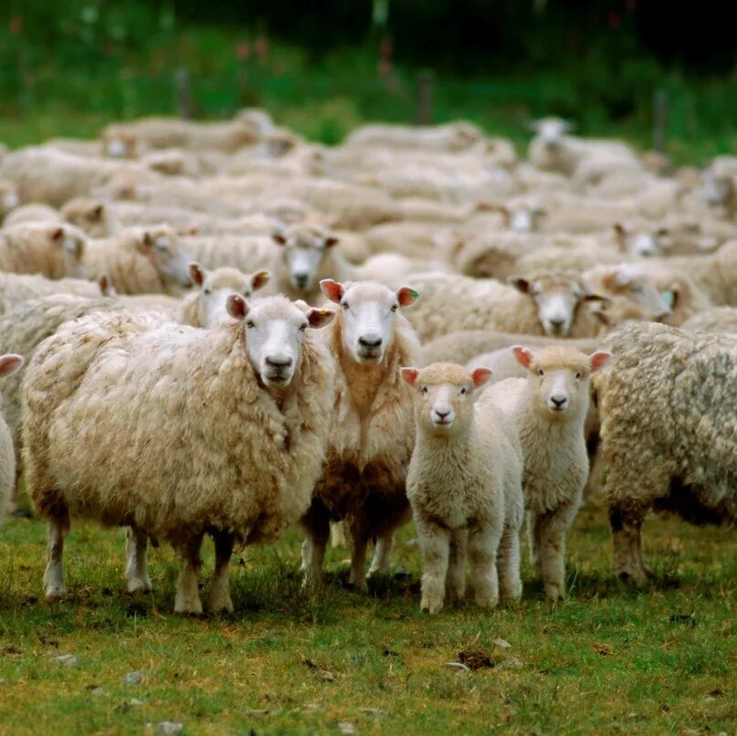 Овцеводство дорсет. Калмыцкий меринос баран. Курица и баран. Выбрать барана. Овцеводство в россии.