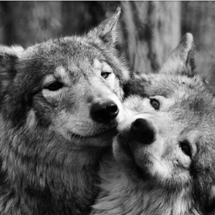 Полюбить волка. Волк и волчица. Волки пара. Пара Волков. Любовь Волков.