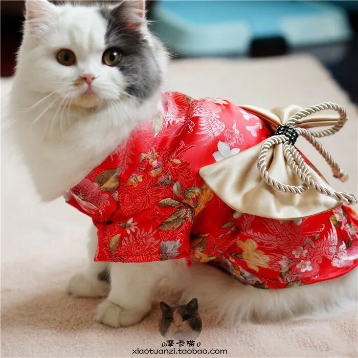 Кошечка с одеждой. Красивая одежда для кошек. Котята в одежде. Нарядная кошка. Кошка в платье.