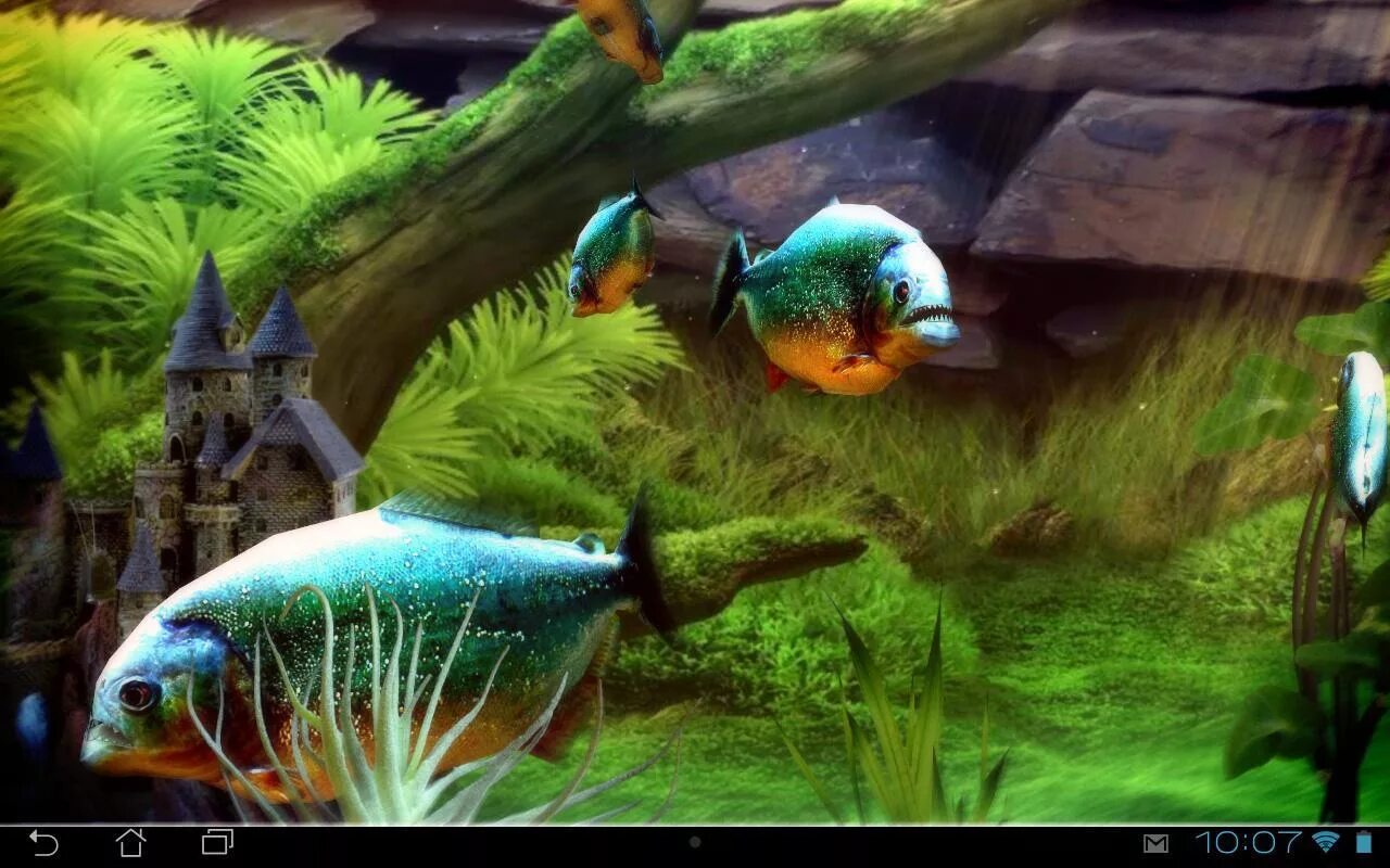 Живые обои из галереи андроид. Аквариум 3д. Живые обои рыбки в аквариуме. Пираньи в аквариуме. Живые обои на планшет андроид.