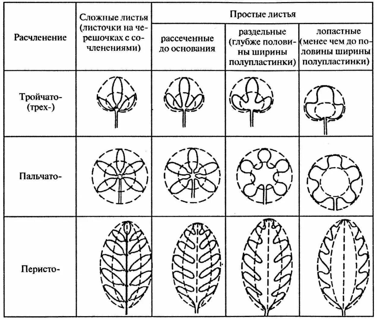 Тип листа древесного растения. Классификация листьев по форме листовой пластинки. типы расчленения листовой пластины. листья по форме рассечения листовой пластинки. типы рассечения листовой пластинки.