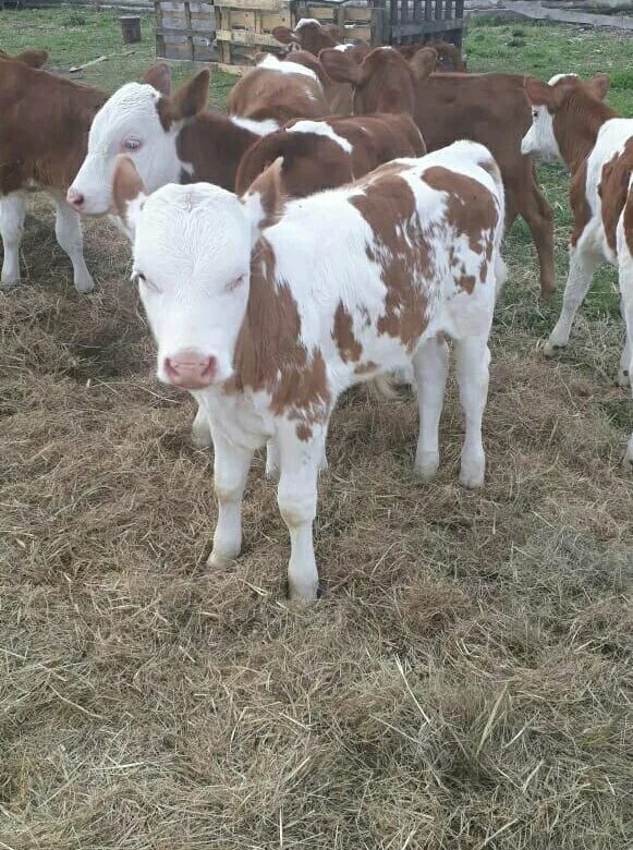 Купить бычка живым. Бычки на продажу. Бычки Ставропольский край. Бычки за 30000. Бычки пневменные бычки.