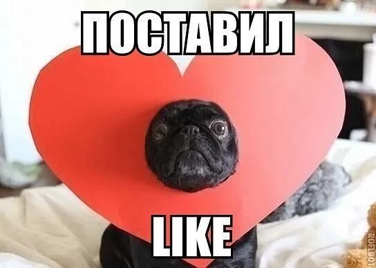 Поставь like. Прикольный лайк. Поставить лайк. Поставь мне лайк. Мемы поставь лайк.