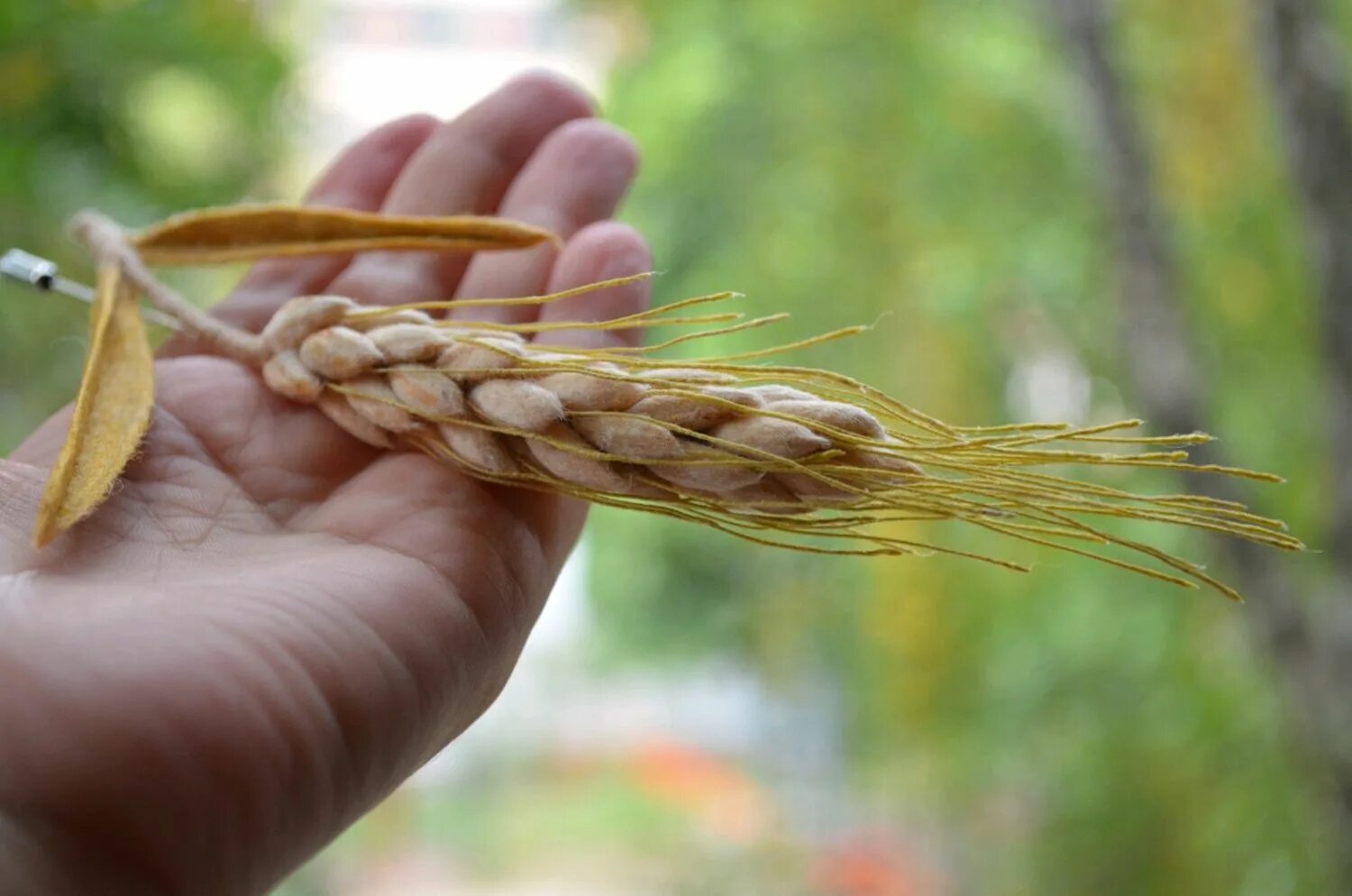 Мастер класс колосок. Ость колоса пшеницы. Колоски фото jpeg. Колосья хлеба. Колосья пшеницы.