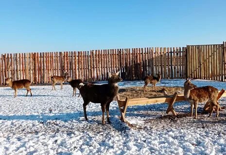 Волгоградские животные
