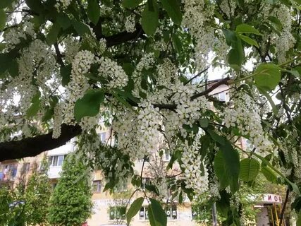 Можно ли садить черемуху