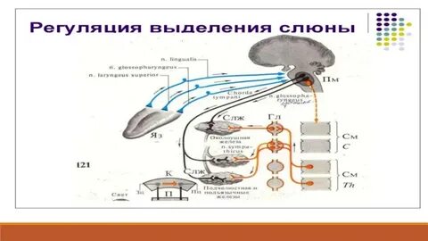 Физиология студентов