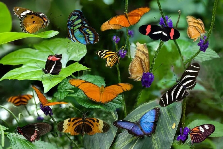 Разнообразие бабочек. Много бабочек. Множество бабочек. Разные бабочки.