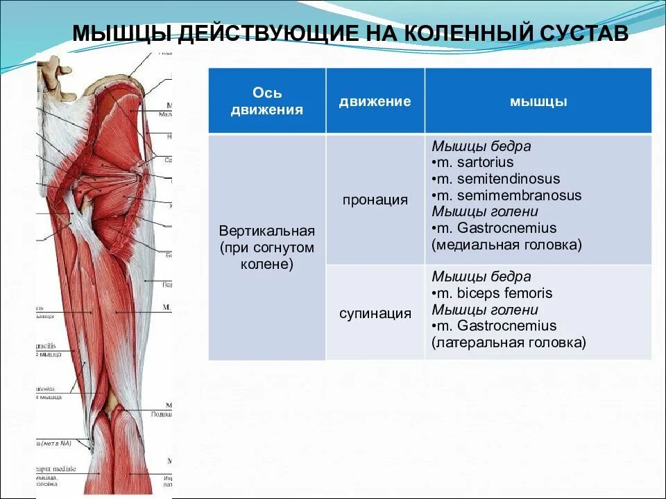 Мышцы и суставы. Мышцы приводящие в движение коленный сустав. Коленный сустав мышцы действующие на сустав. Мышцы сгибатели коленного сустава. Супинация коленного сустава мышцы.