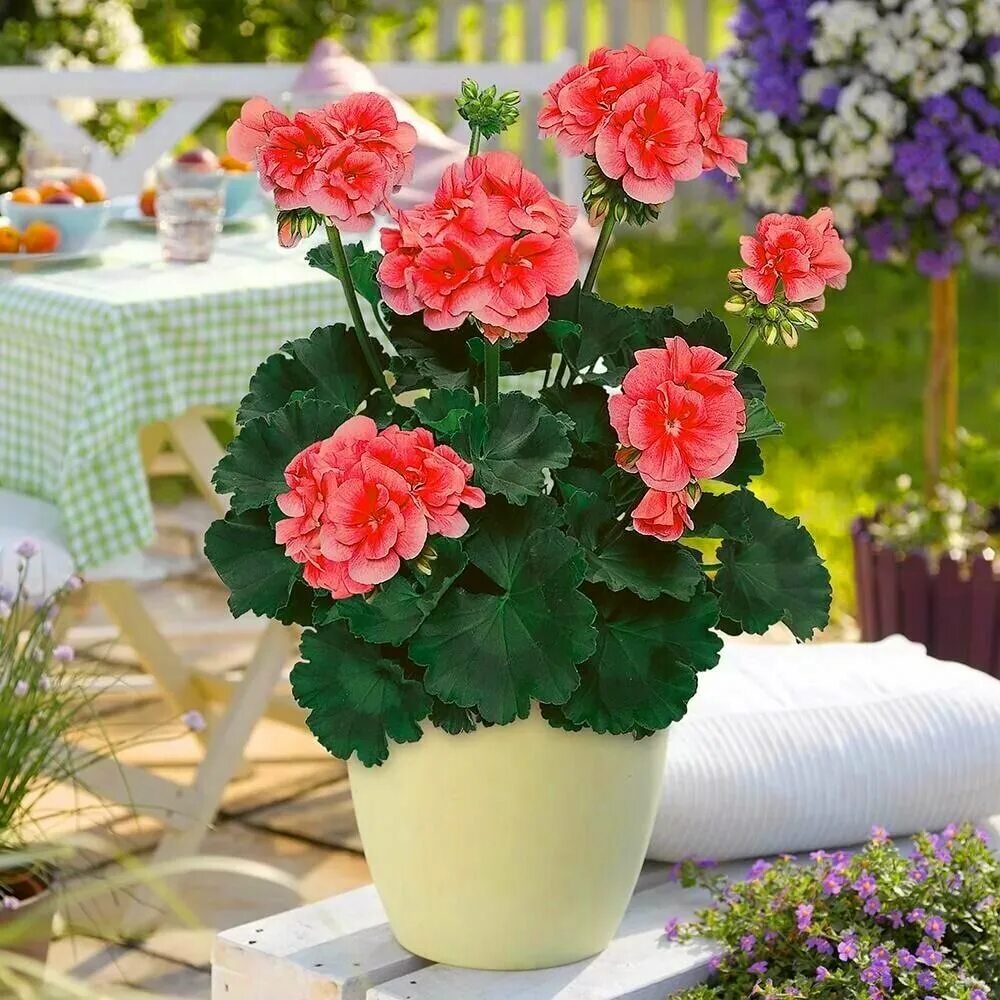 герань в горшочках. герань в горшочках. бабушкина красная герань. пеларгония pac ludo. герань в горшочках.