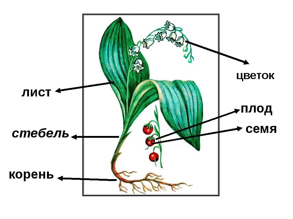 Строение растения рисунок с подписями. Ландыш Майский строение. Строение ландыша биология. Строение ландыша майского схема. Строение цветка ландыша.