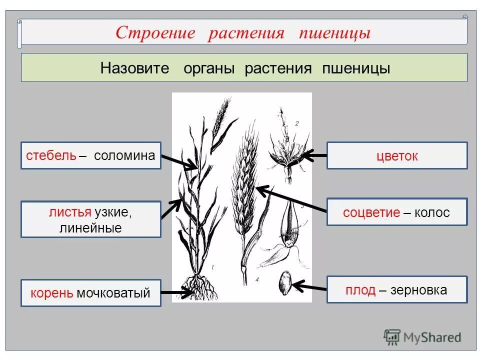 Secale kuprijanovii. Стеблевая головня ржи. Hordeum vulgaris – ячмень обыкновенный. Стеблевая головня пшеницы. Стеблевая головня ржи.