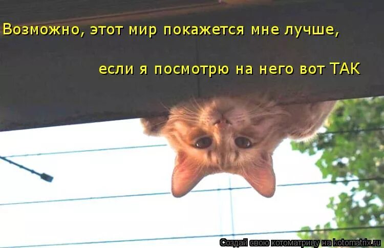 Туту прикол