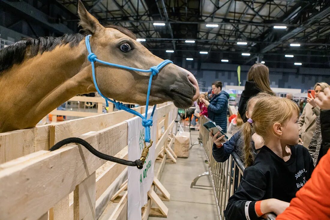 эквирос 2024 конная выставка.