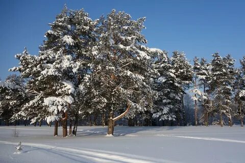 День павловска алтайский край