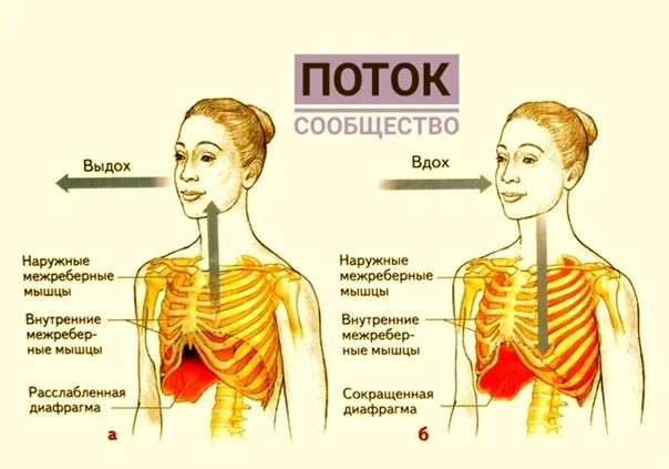 Диафрагмальное дыхание. Диафрагмальное дыхание техника выполнения. Техника дыхания диафрагмой. Диафрагмальное дыхание упражнения.