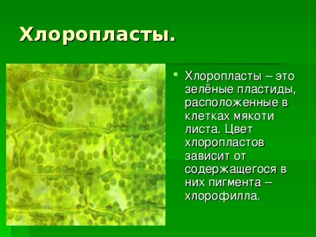 Зеленый пластиды содержащие хлорофилл. Что такое хлоропласты в биологии 6 класс. зеленые пластиды листа.