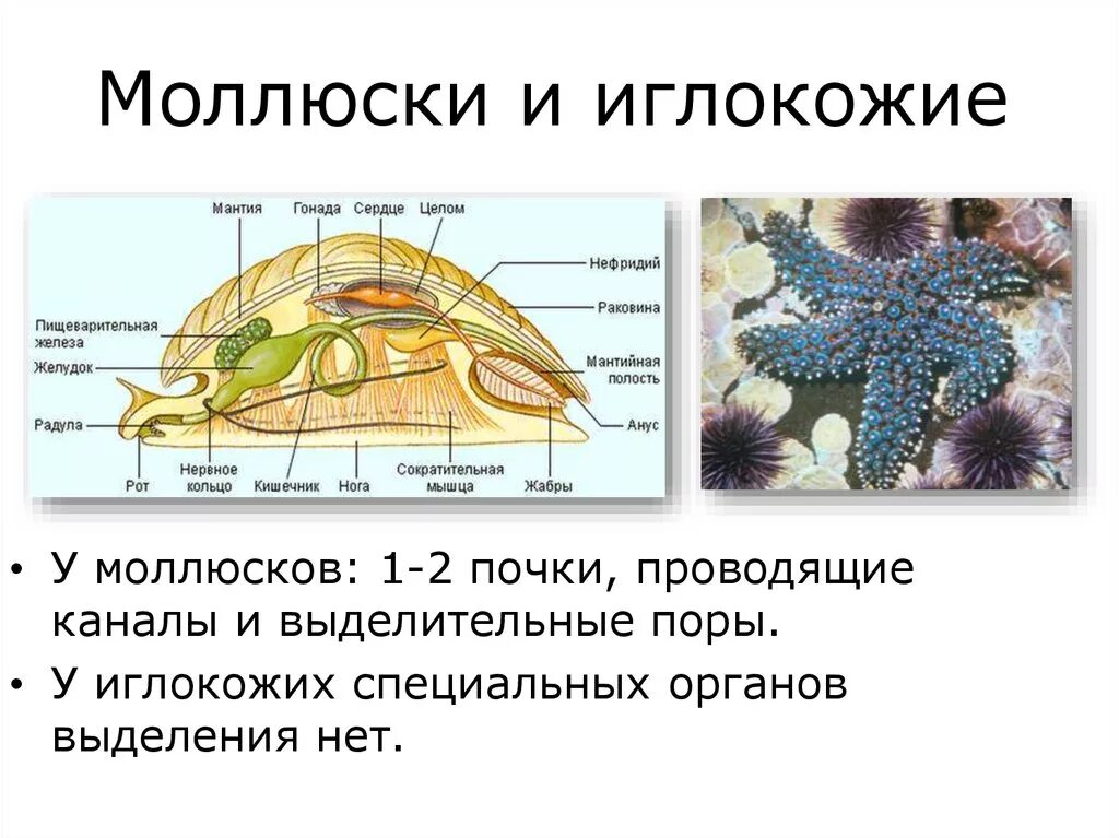 Класс иглокожие выделительная система. Системы иглокожих. Строение выделительной системы иглокожих. Тип иглокожие выделительная система.