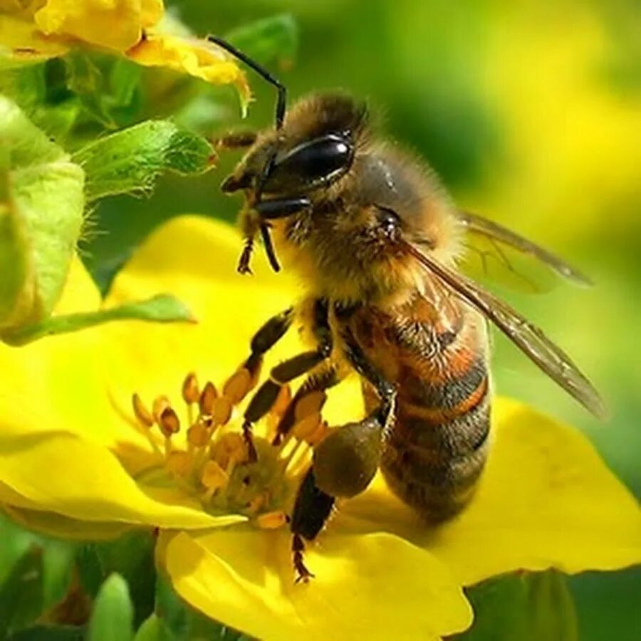 Ты пчелка. Кипрские пчелы. Среднерусская пчела. Медоносная пчела. Страшная пчела.
