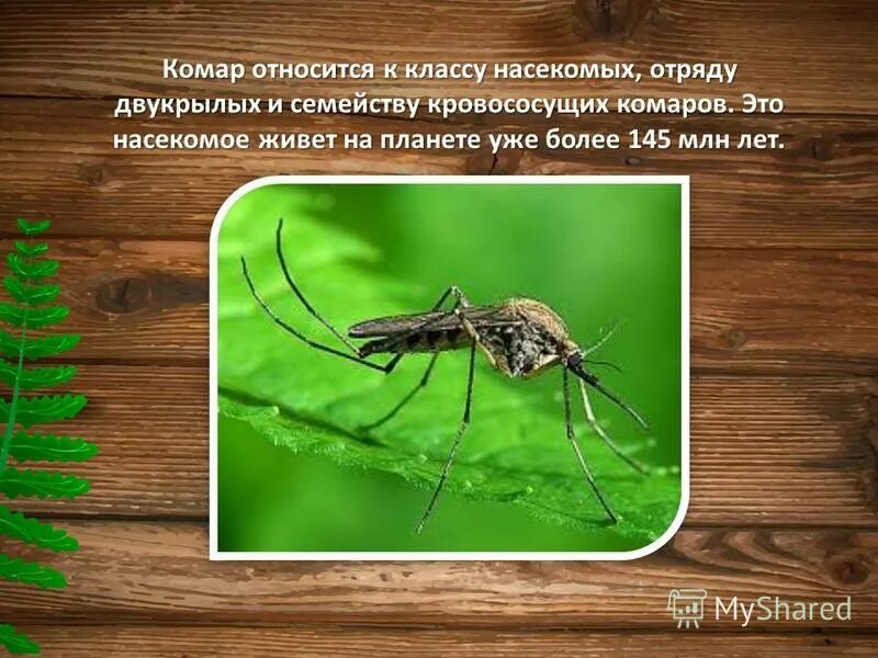 Отряд двукрылые презентация. Сообщение про комара. Комары презентация. Жужжальца у двукрылых насекомых это. Двукрылые характеристика.