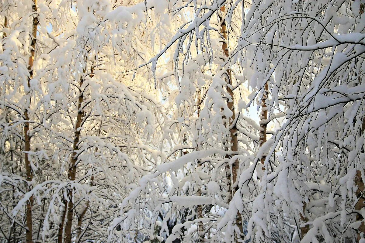 белая береза принакрылась снегом.