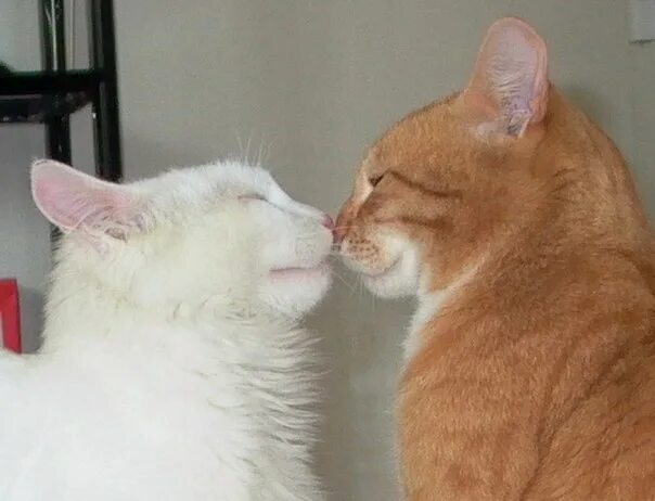 Кошки нюхают носы. Два котенка рыжий и белый. кошки любовь. котики рыжие с белым. рыже белые коты.