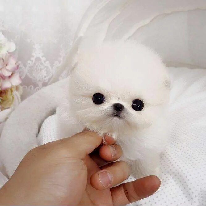 Померанский шпиц Teacup.. Teacup Pomeranian порода. Micro Teacup White Pomeranian. Микро померанский Пуппи.