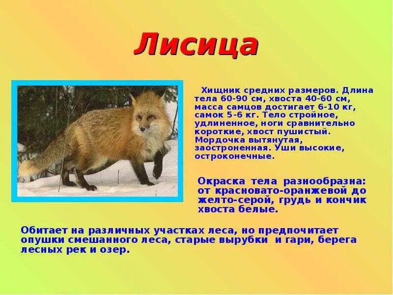 Подготовить сообщение о животном любой группы