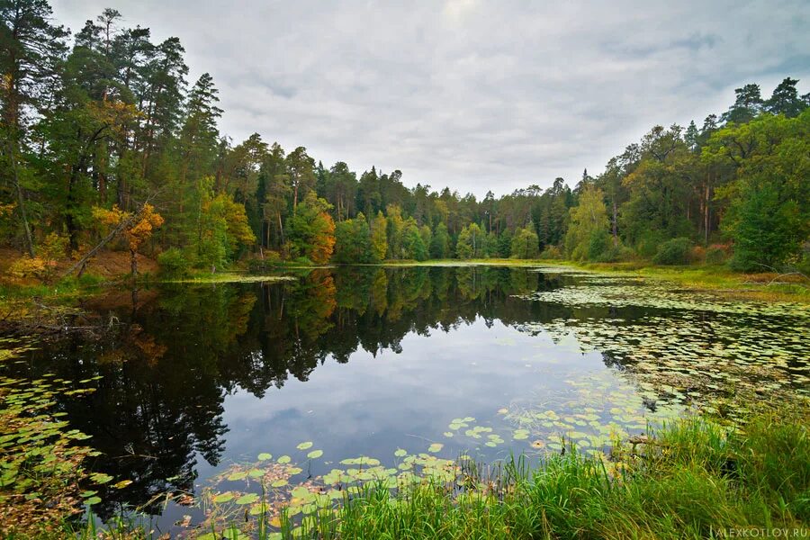 Пустынский заповедник Нижегородской области. Пустынские озёра Нижегородская область. Пустынский заказник Нижегородской области. Пустынские озера Арзамасского района.