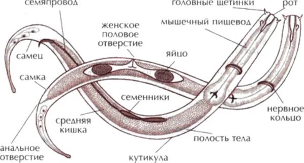 Круглые черви строение систем. Половая система аскариды человеческой. Строение половой системы аскариды. Строение круглого червя половая система.