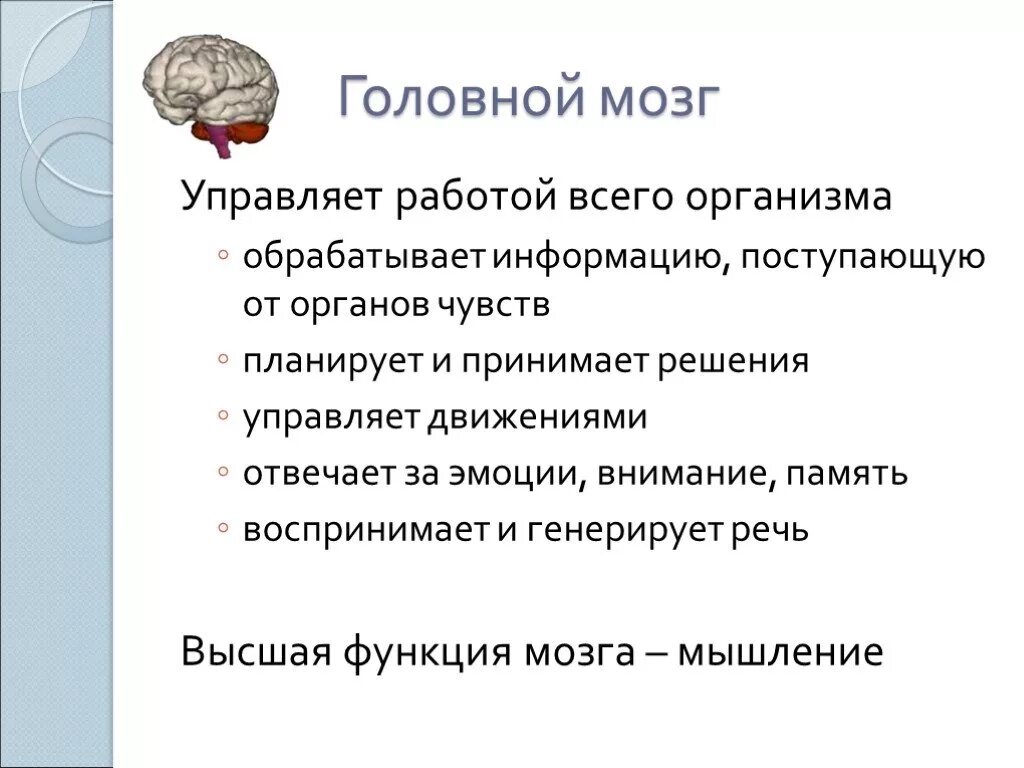 Головной мозг управляет. Интересные факты о головном мозге. Интересные факты о человеческом мозге. Интересные факты о головном мозге человека.