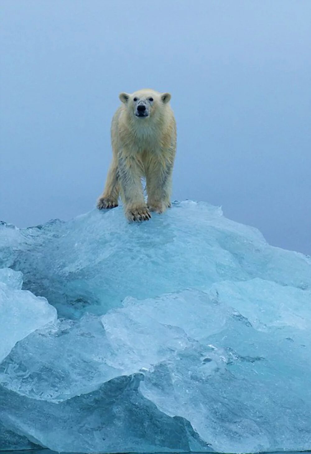 День белого полярного медведя (international polar bear day). День белого медведя 27 февраля. Международный день белого медведя 2024. День белого медведя. 27 февраля международный день полярного медведя.