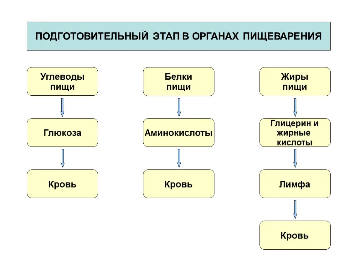 Первый этап подготовительный первым. Подготовительный этап пищеварения. Подготовительный этап в пищеварительной системе. Этапы пищеварения схема. Подготовительный этап биология.