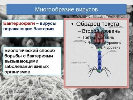 Вирусы поражающие бактерии называются