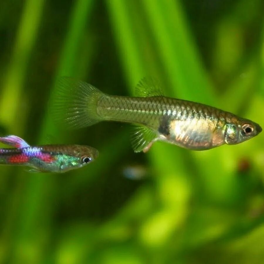 Гуппи живородящая рыба. Гуппи рыбки. Гуппи как ухаживать. Аквариумные рыбки губи. Гуппи как ухаживать.