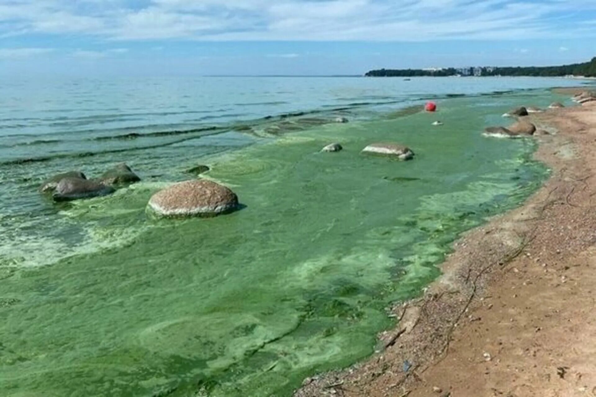 Финский залив соленая вода. Цветение воды финский залив. Зеленая роща финский залив. Финский залив в Санкт-Петербурге. Ладожское озеро дом йо.