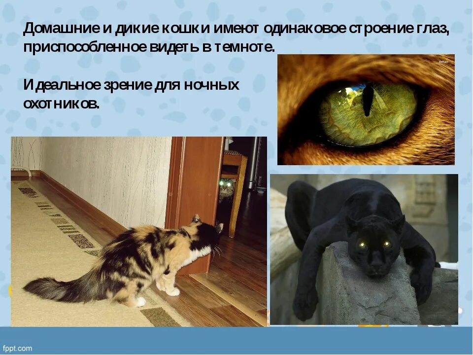 Она видит кошку. Зрение кошек. Зрение глазами кошки. Мир глазами кошки. Как видят кошки.