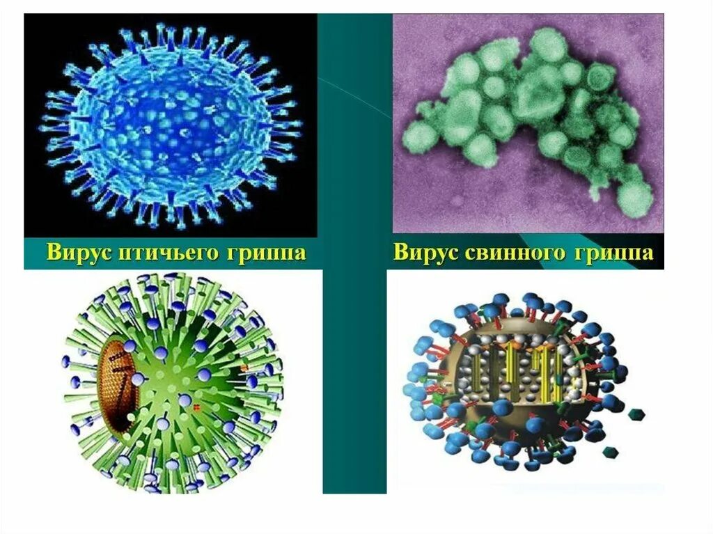 Вирус гриппа одноклеточный. Вирус гриппа. Вирус птичьего гриппа. Вирус гриппа рисунок. Типы вируса гриппа.