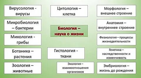 Приведите примеры биологических явлений