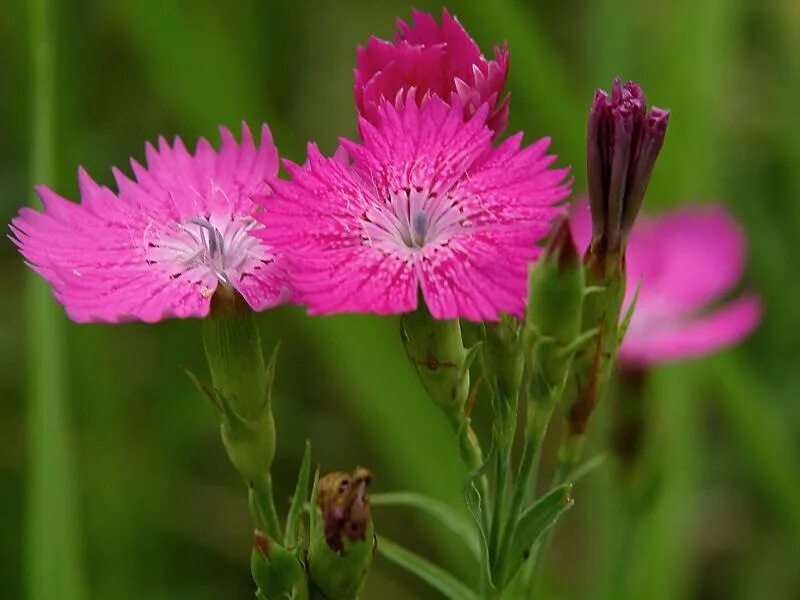 Гвоздика травянка Лесная. Гвоздика разноцветная ( Dianthus versicolor). Гвоздика Полевая красная. Гвоздика Лесная Плантариум. Название диких цветов