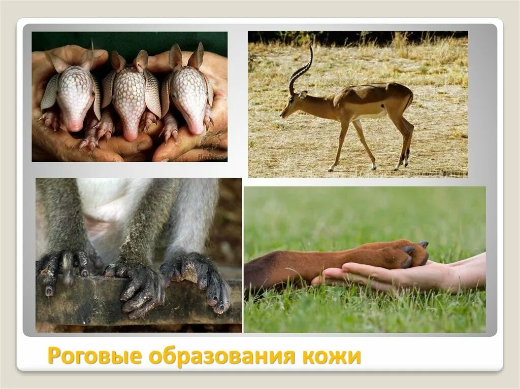 4 роговые образования кожи. Роговые образования у млекопитающих. роговые образования кожи у животных. роговые образования кожи млекопитающих. роговые образования у птиц.