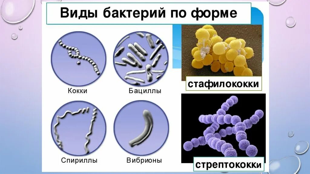 Организменные бактерии. Палочковидные бактерии кокки. Формы бактерий кокки стрептококки. Формы бактерий кокки бациллы. Примитивные организмы формы бактерий.