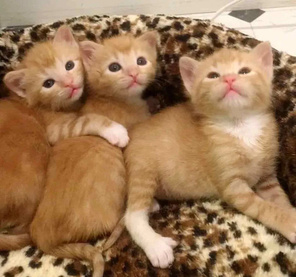 Сколько дней после рождения котята открывают глаза. Рыжие Слепые котята. Котята открывают глазки. Котята открывают глаза.