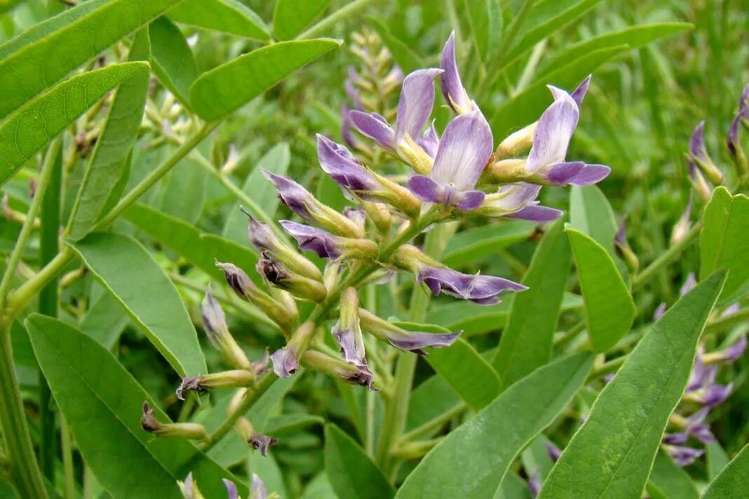 Glycyrrhiza glabra. Солодка Уральская (Glycyrrhiza uralensis). Лакрица Солодка растение. Растения Glycyrrhiza glabra.