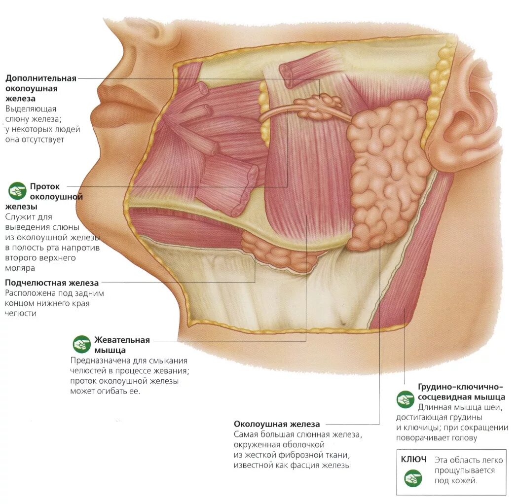 Поднижнечелюстная железа синтопия. Анатомия протока подчелюстной слюнной железы. Околоушная железа анатомия строение. Проток околоушной железы анатомия. Околоушная железа где