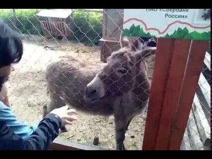 Зоопарк в парке тула